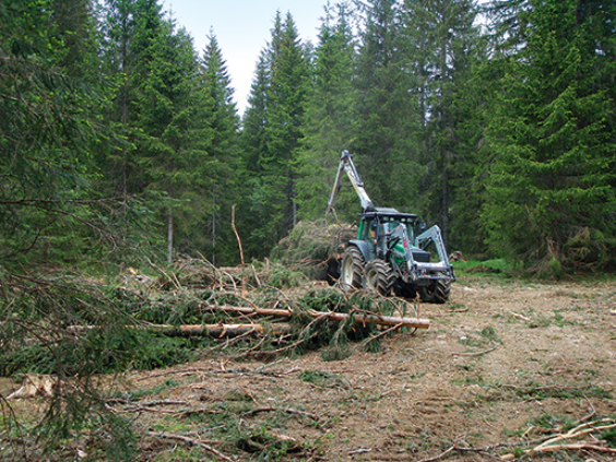 Das Holz der Neuenburger Waldweiden kann als erneuerbare Energiequelle genutzt werden.
