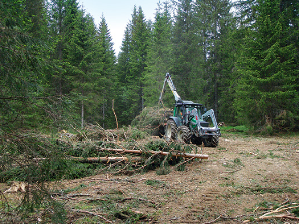 Das Holz der Neuenburger Waldweiden kann als erneuerbare Energiequelle genutzt werden.<br />