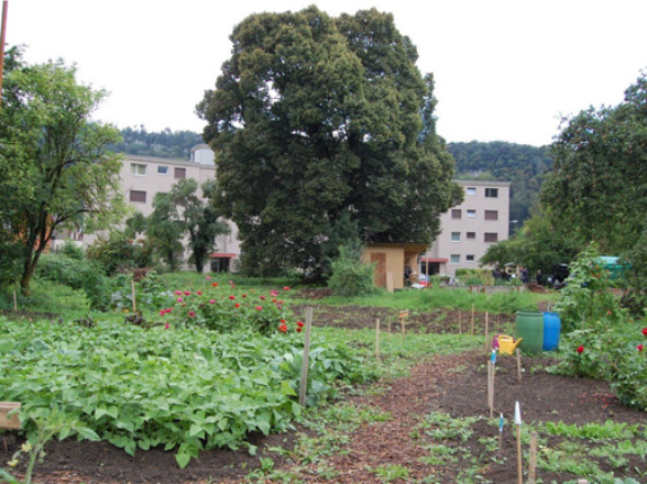 Jardins potagers à Aarburg-Nord, Photo: Commune Aarburg.