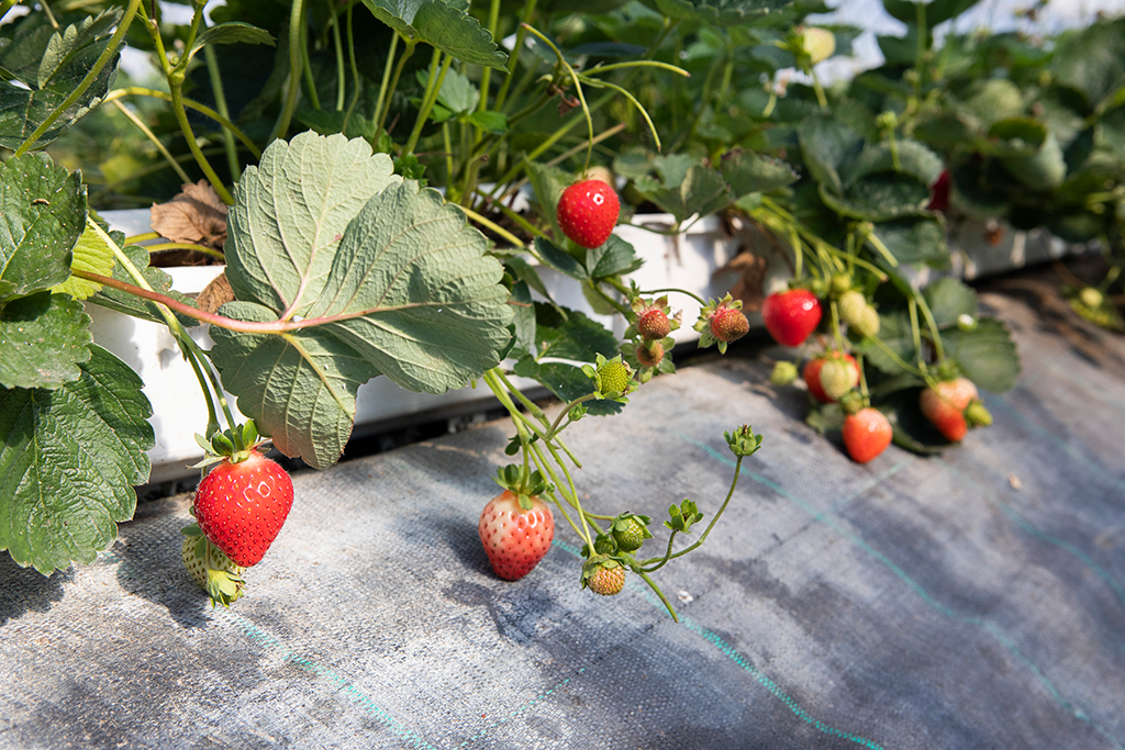 12.	Dank kluger Sortenwahl und geschütztem Anbau lässt sich die Erdbeersaison im Beerenland auf ein halbes Jahr ausdehnen.