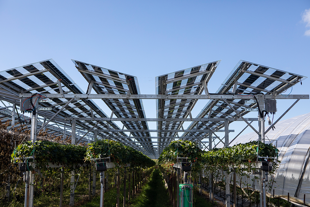 6.	Bei Agri-PV sind die Module nicht deckend wie auf Gebäude, denn die Nutzpflanzen benötigen Licht.