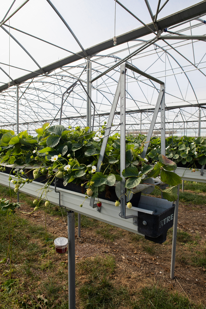 11.	Les gouttières contenant les fraisiers sont disposées à une hauteur suffisante, de manière à faciliter la cueillette des fruits.