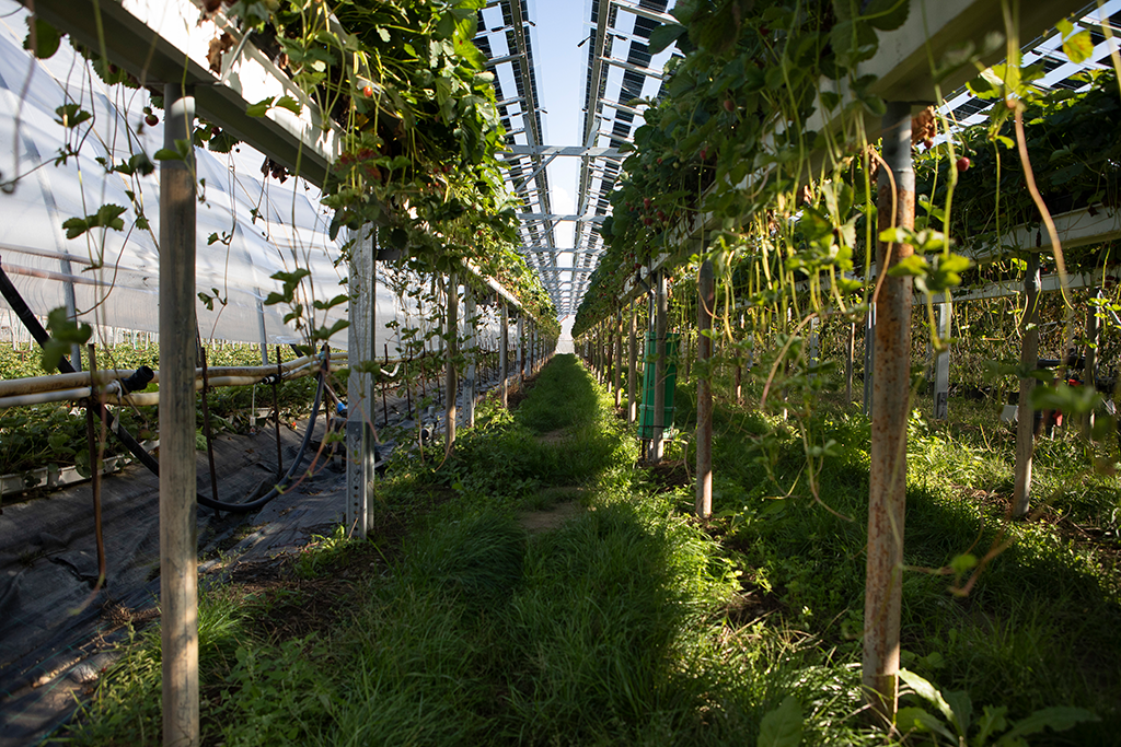 9.	La protection offerte par les panneaux PV doit créer un microclimat favorable à la croissance des fraisiers.