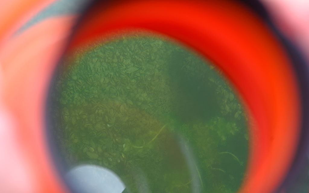 7 : Ce tube d’observation orange corrige la réfraction de l’eau, ce qui permet d’observer près de la rive les moules quaggas ayant colonisé les rochers.